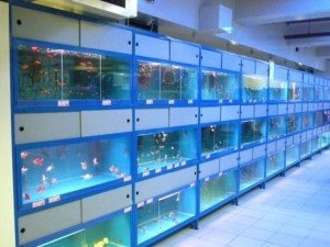 Бизнес-план по разведению пресноводных аквариумных рыб