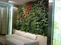 Зеленые растения на стене