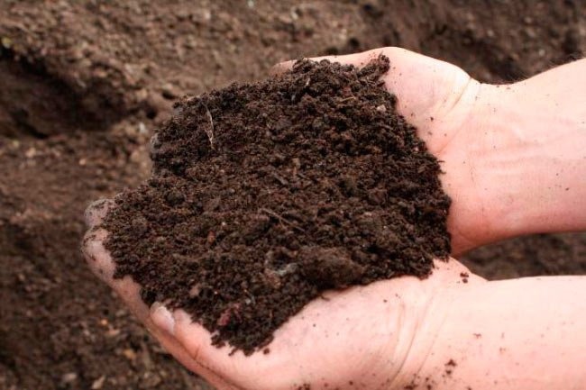 Глинистая почва