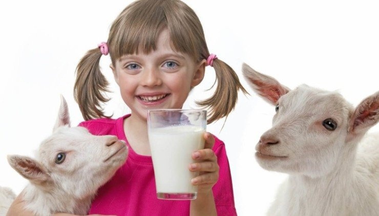 козье молоко